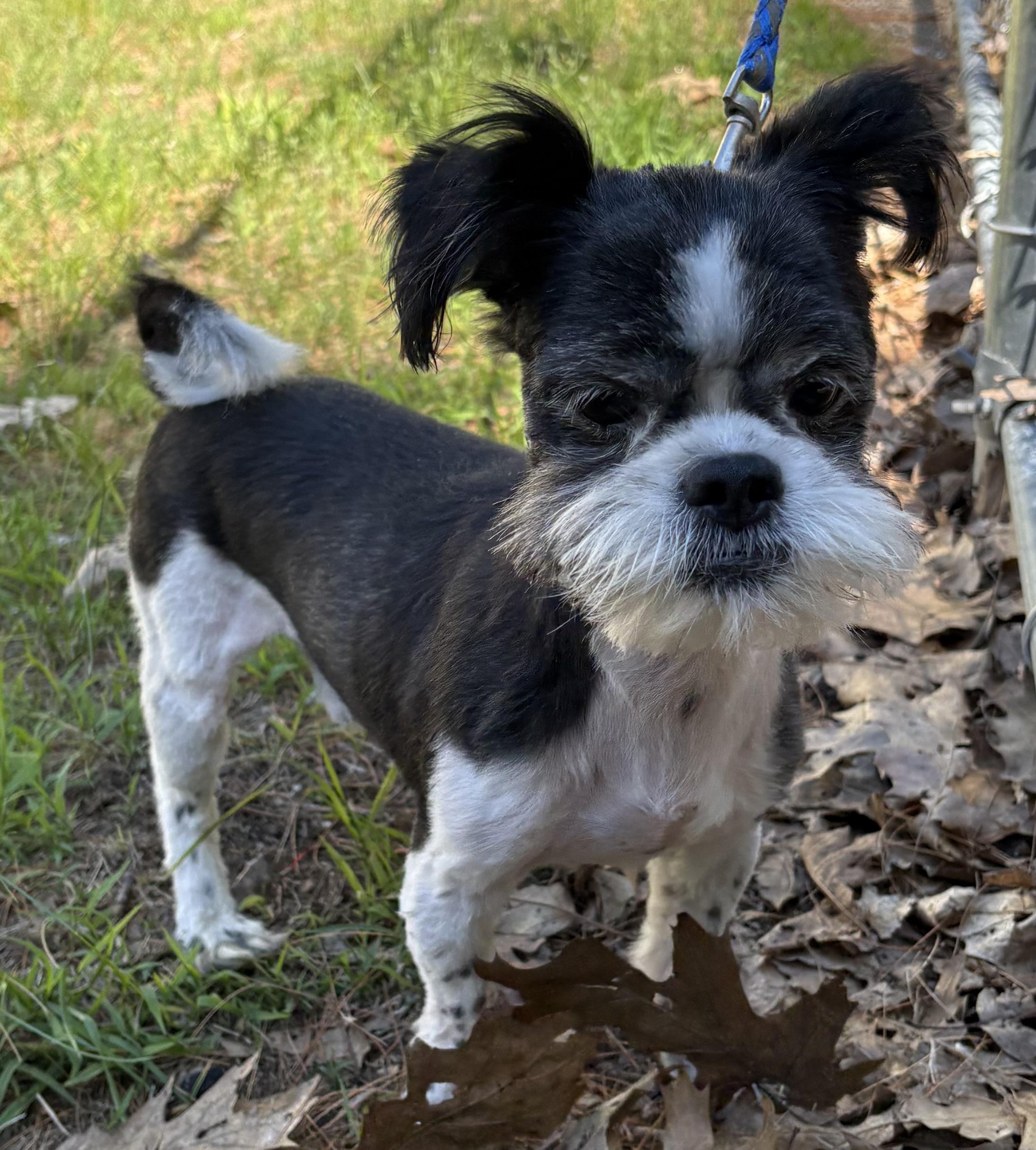 Enlarge Ozzy, an adopted Shih Tzu in Mansfield, CT image 1/2