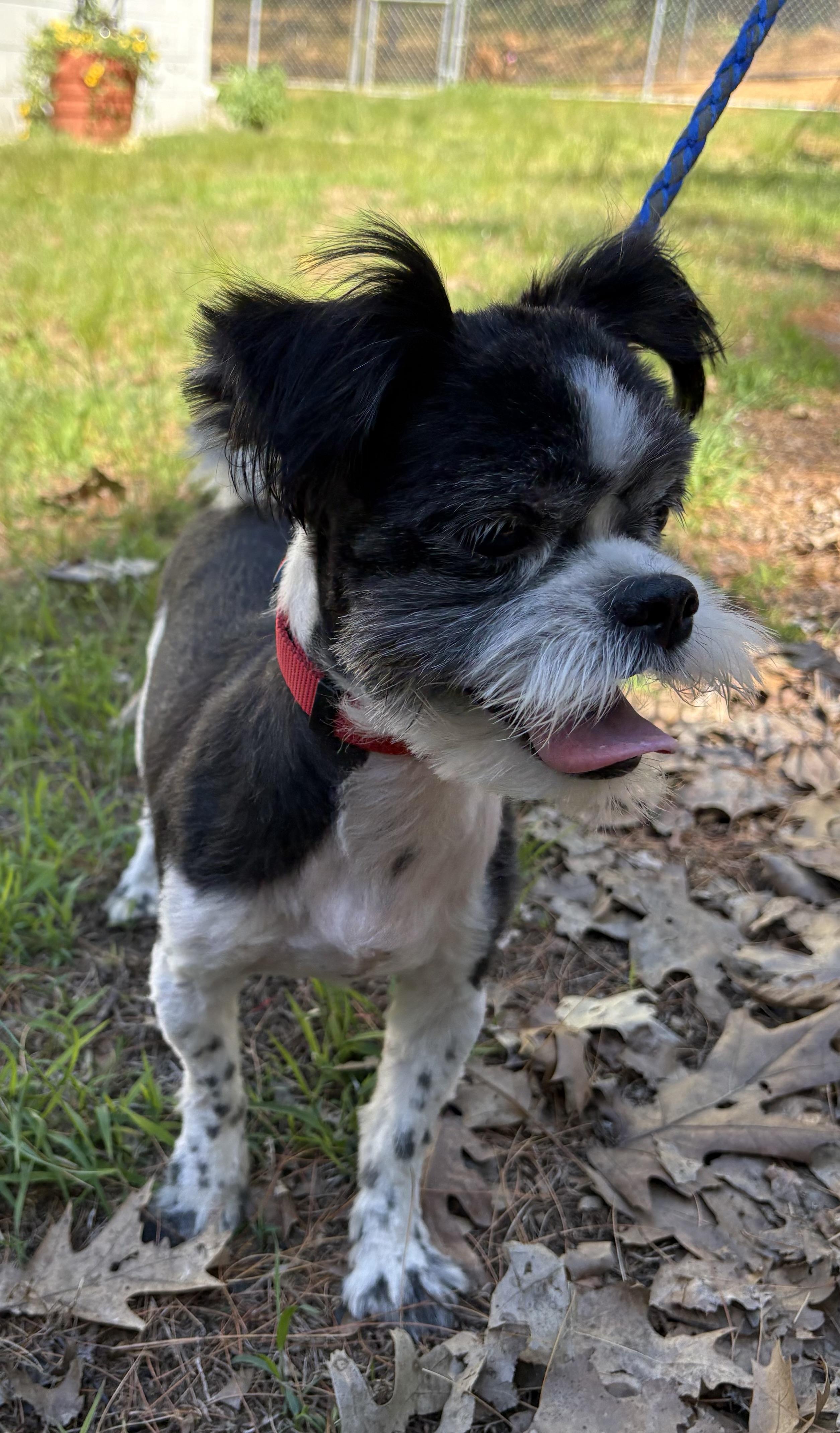 Enlarge Ozzy, an adopted Shih Tzu in Mansfield, CT image 2/2