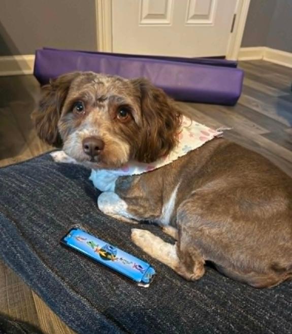 Enlarge Belle in LA, a Adoptable mixed breed in Cranston, RI image 1/2