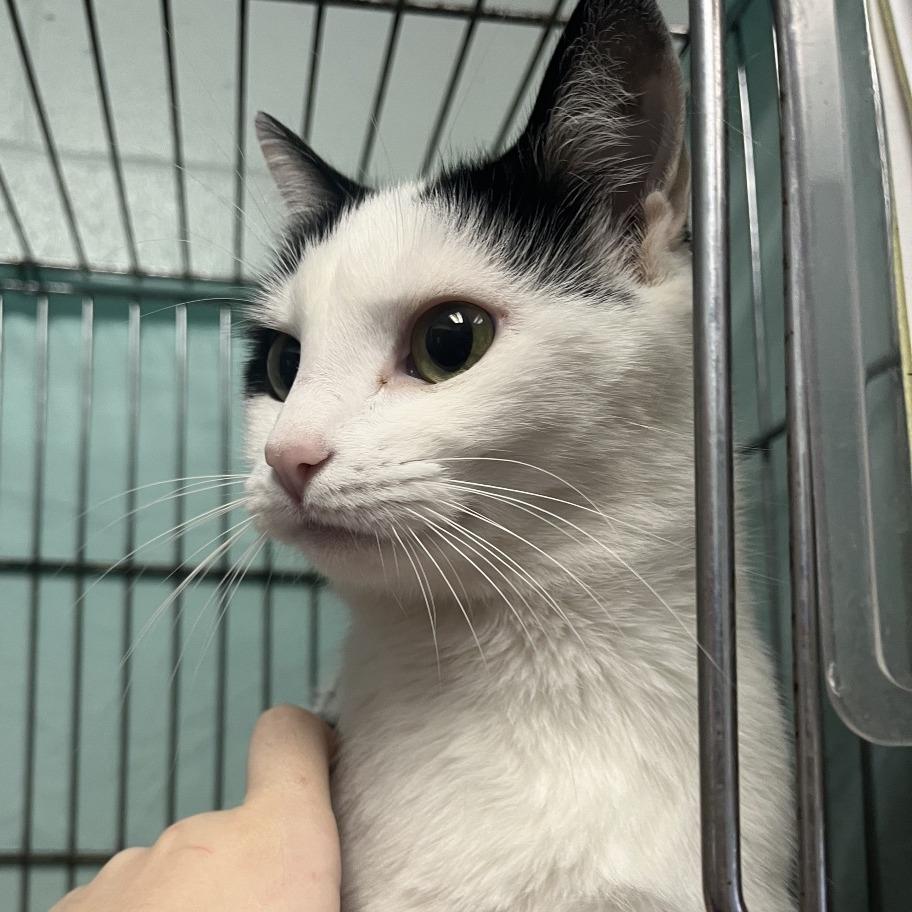 Enlarge Candy, a Adoptable Domestic Short Hair in New York, NY image 1/6