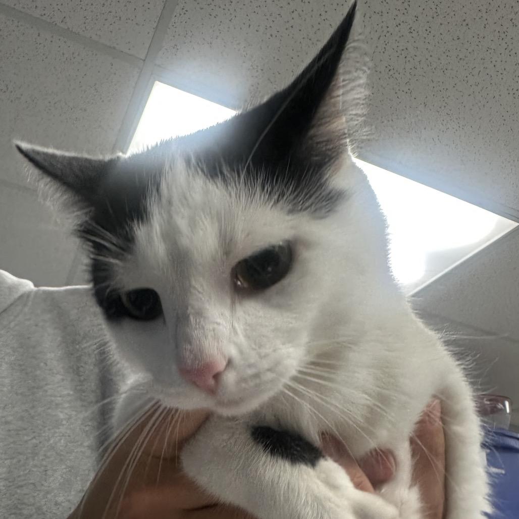 Enlarge Candy, a Adoptable Domestic Short Hair in New York, NY image 2/6