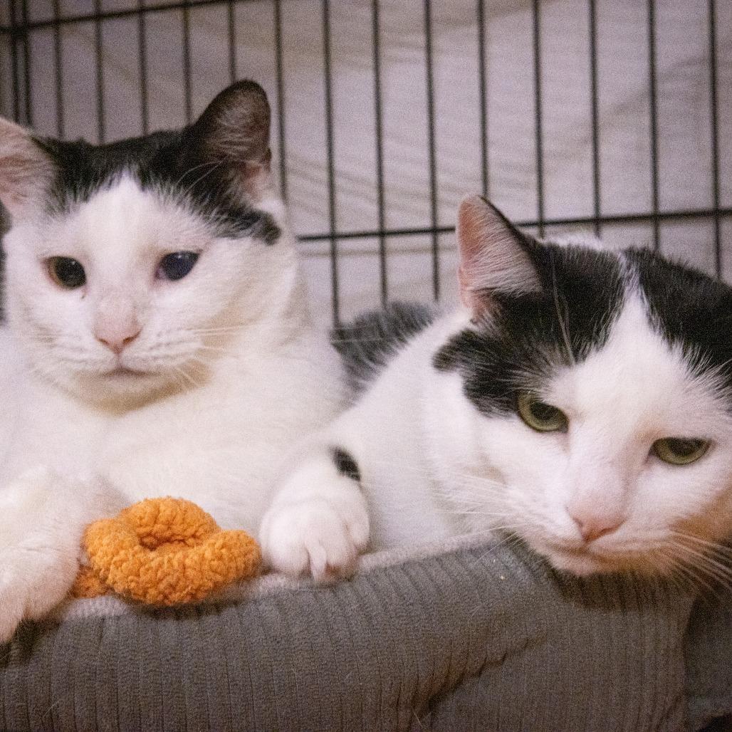 Enlarge Candy, a Adoptable Domestic Short Hair in New York, NY image 3/6