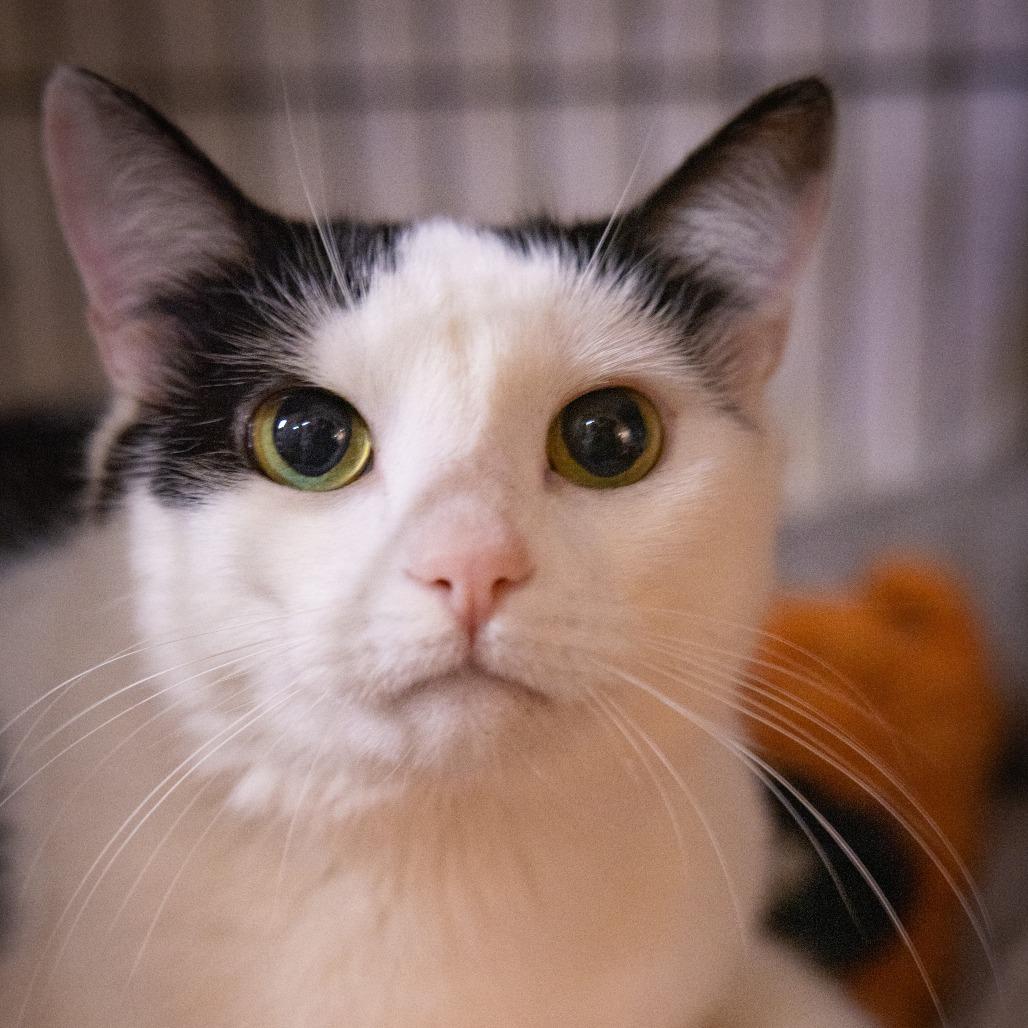 Enlarge Candy, a Adoptable Domestic Short Hair in New York, NY image 4/6