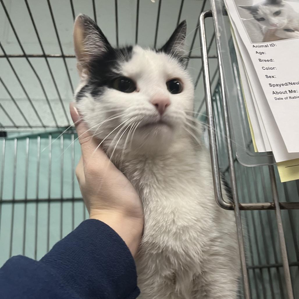 Enlarge Candy, a Adoptable Domestic Short Hair in New York, NY image 5/6