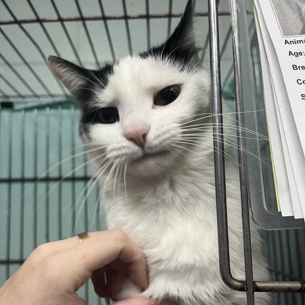 Enlarge Candy, a Adoptable Domestic Short Hair in New York, NY image 6/6