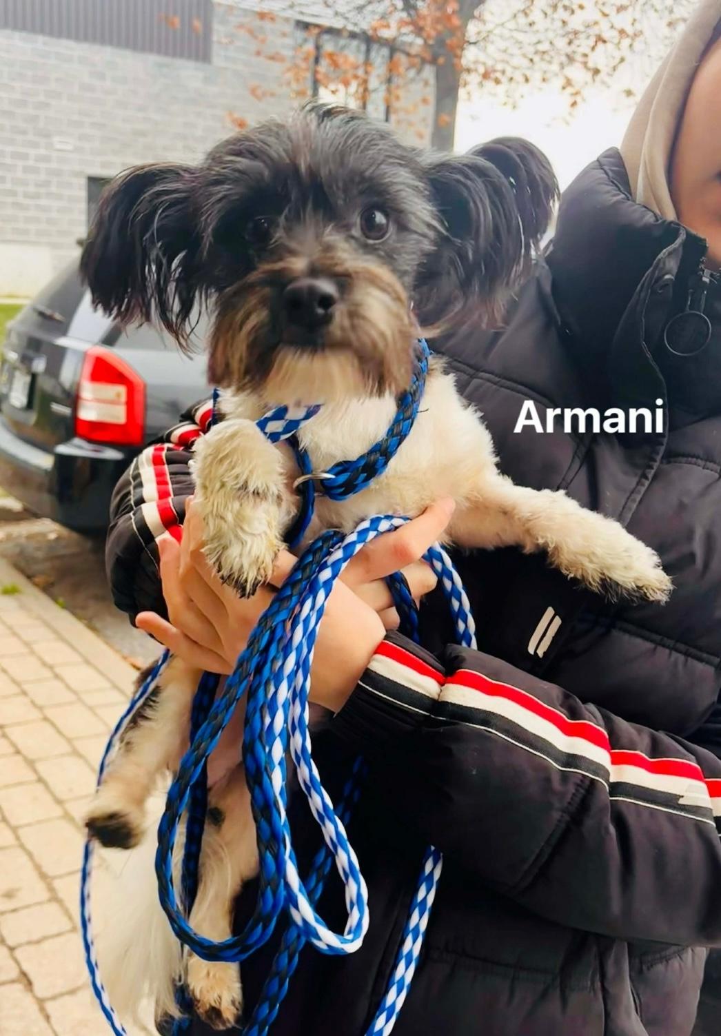 Enlarge Armani, a Adopted mixed breed in Vaudreuil-Dorion, QC image 1/1