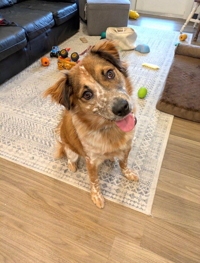 Cash - Courtesy Listing see info, an adoptable Australian Shepherd in Polson, MT, 59860 | Photo Image 2