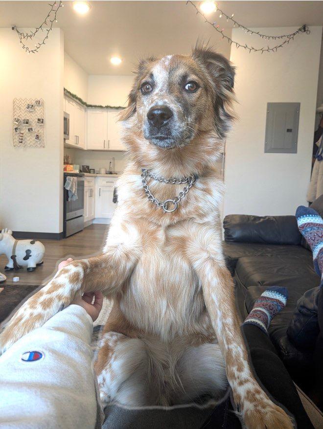 Cash - Courtesy Listing see info, a Adoptable Australian Shepherd in Polson, MT image 2/3