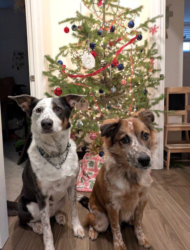 Cash - Courtesy Listing see info, a Adoptable Australian Shepherd in Polson, MT image 3/3