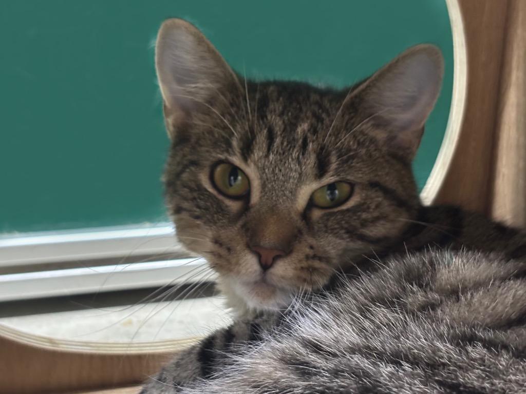 Connie, Adoptable, Kitten Female Domestic Short Hair & Tabby.