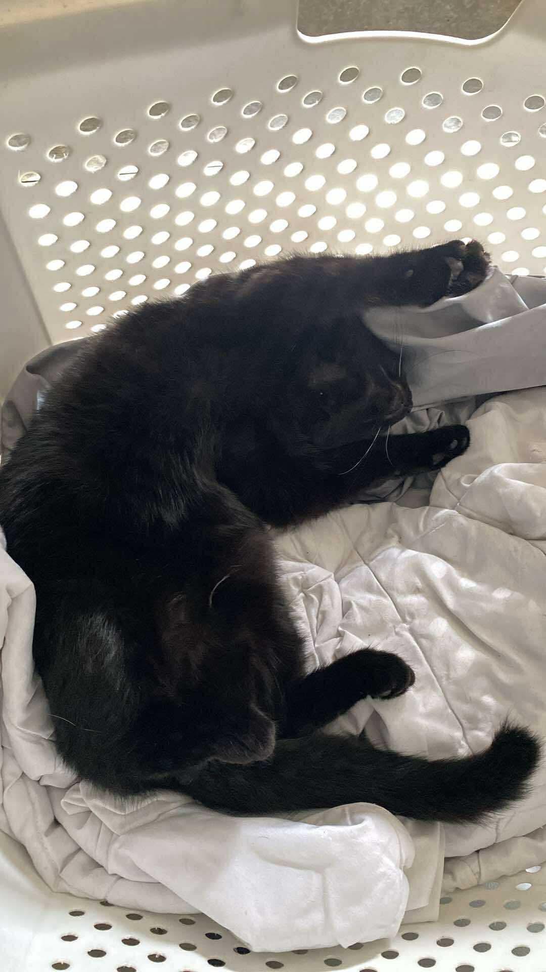 Enlarge Ashes, a Adoptable Domestic Long Hair in Beckley, WV image 2/3