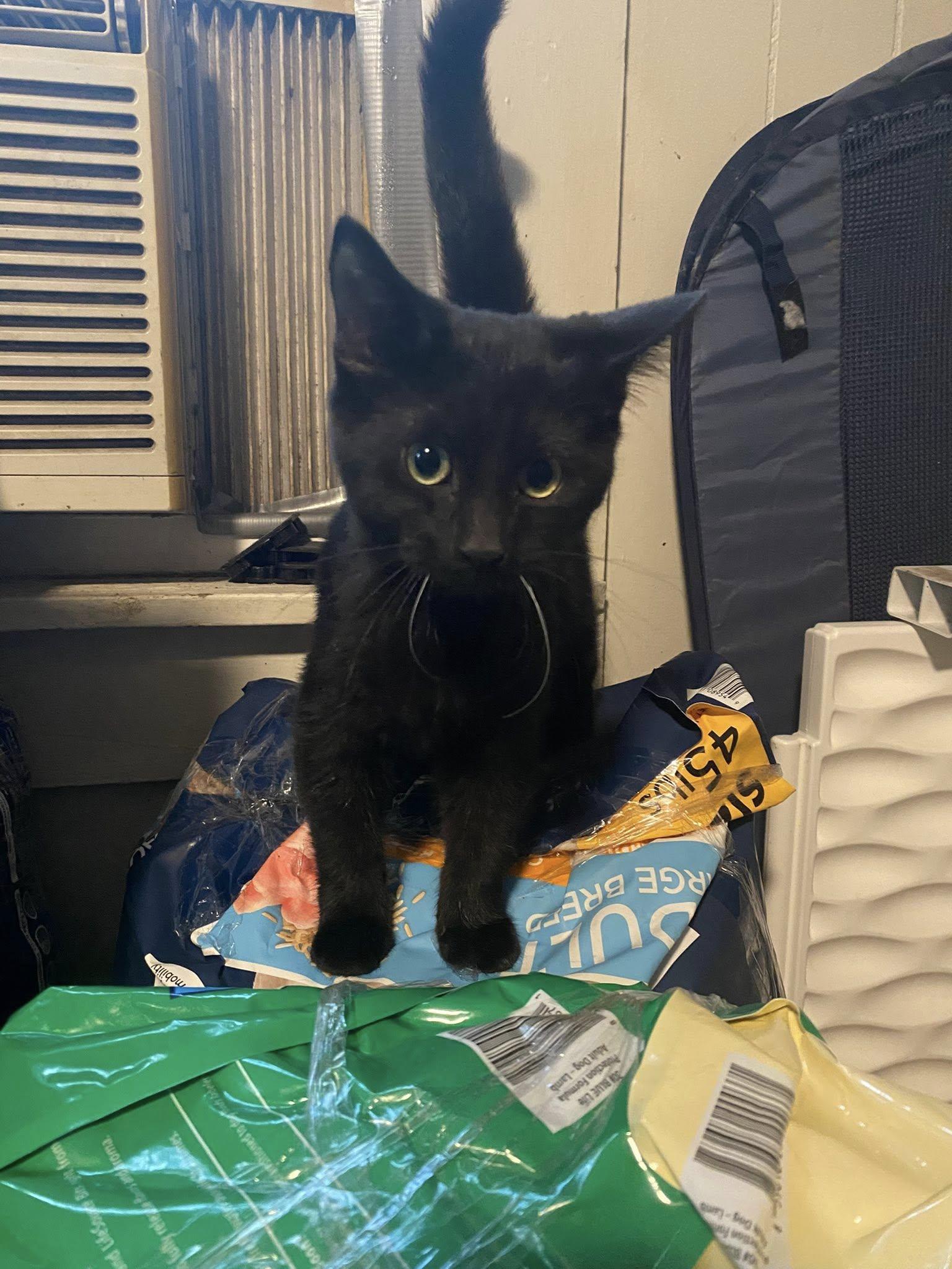 Enlarge Ashes, a Adoptable Domestic Long Hair in Beckley, WV image 1/3