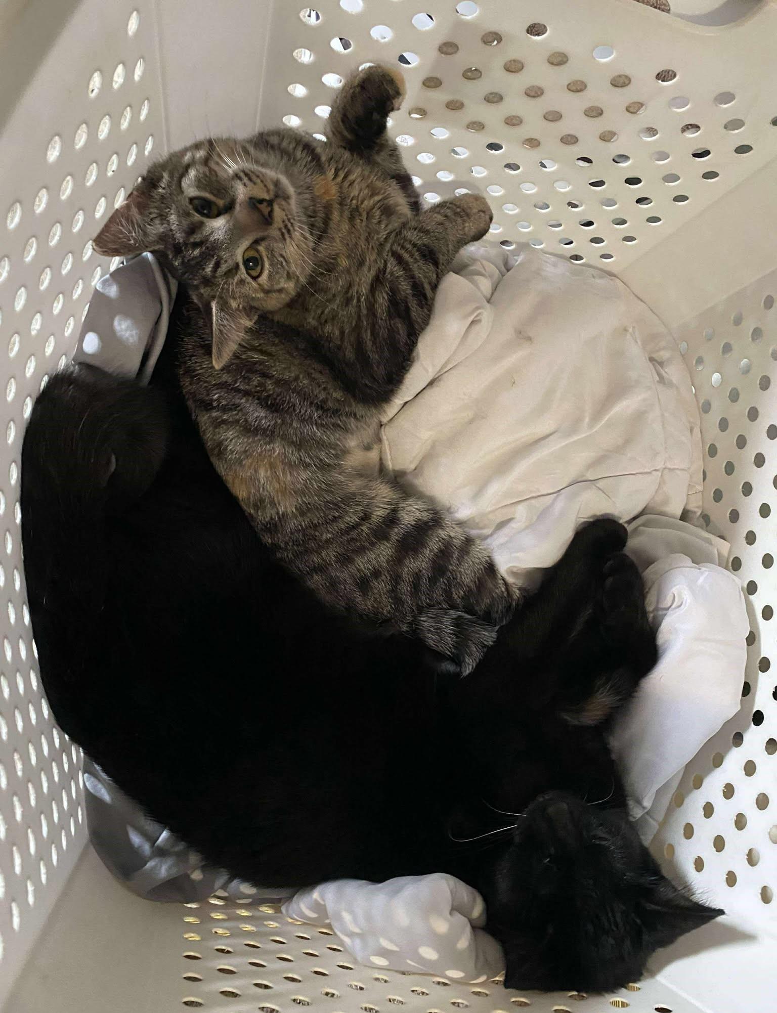 Enlarge Ashes, a Adoptable Domestic Long Hair in Beckley, WV image 3/3