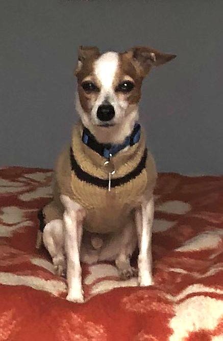 Kano, a ADOPTABLE mixed breed in Toronto, ON image 2/5