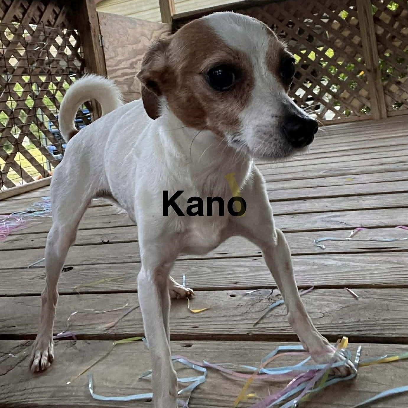 Kano, a ADOPTABLE mixed breed in Toronto, ON image 3/5