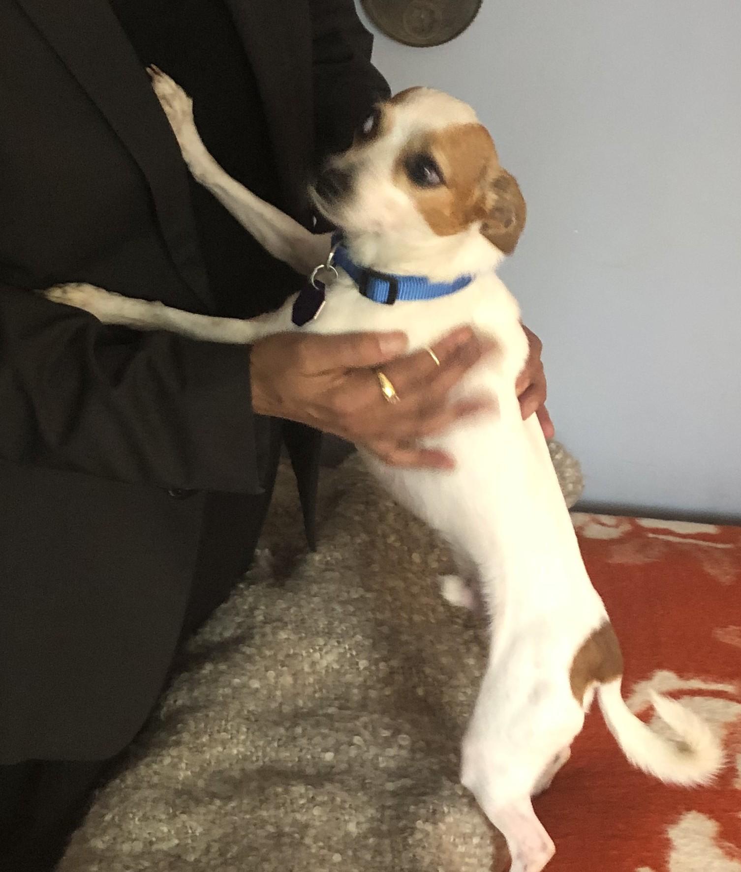 Kano, a ADOPTABLE mixed breed in Toronto, ON image 4/5