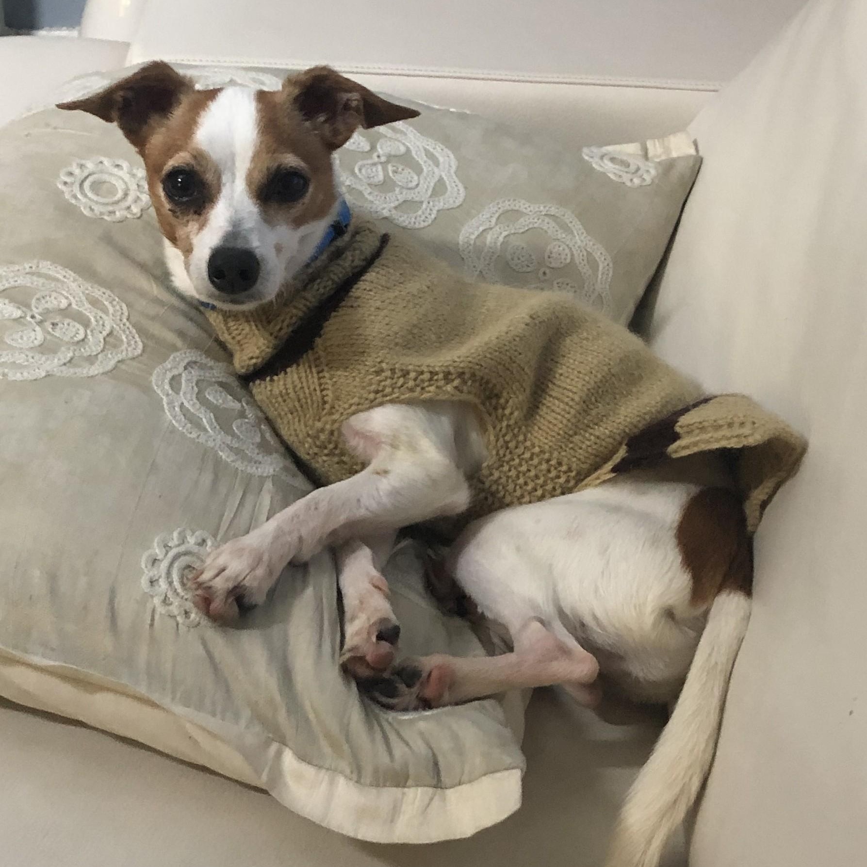 Kano, a ADOPTABLE mixed breed in Toronto, ON image 1/5