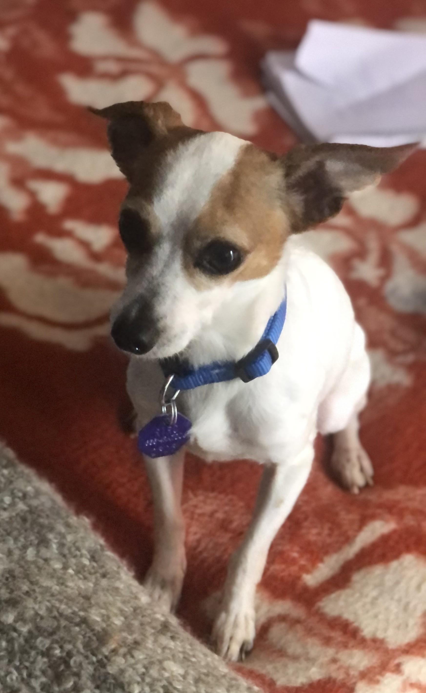 Kano, a ADOPTABLE mixed breed in Toronto, ON image 5/5
