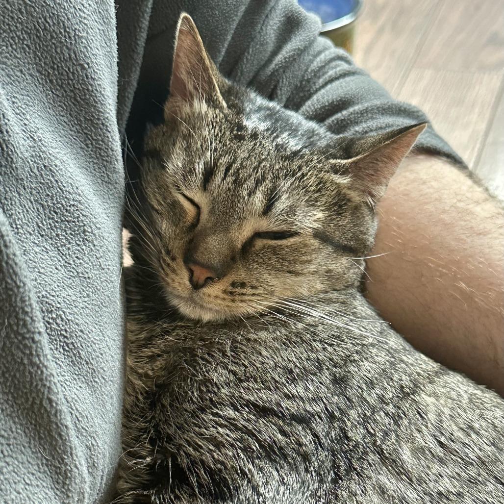 Baby Girl, Adoptable, Senior Female Domestic Short Hair.