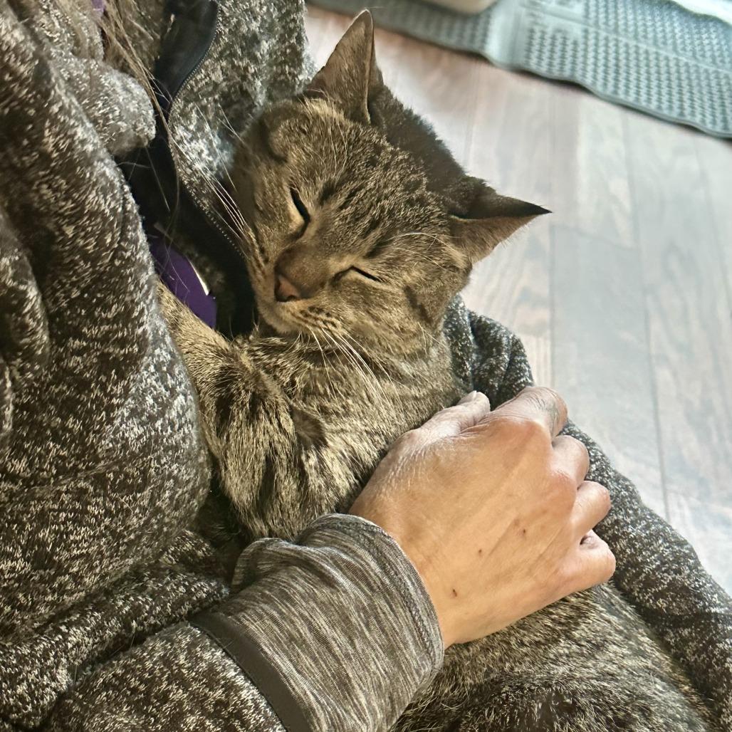 Baby Girl, Adoptable, Senior Female Domestic Short Hair.