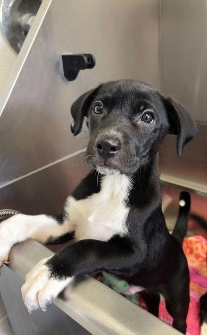Enlarge Gee Willikers, a Adoptable mixed breed in Spruce Pine, NC image 1/1