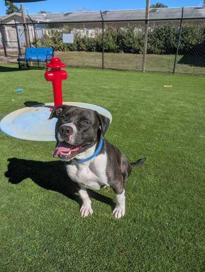 Bludo - 2, Adoptable, Adult Male Mixed Breed & Mixed Breed.