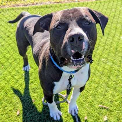 Enlarge Bludo - 2, a Adoptable mixed breed in Daytona Beach, FL image 2/2