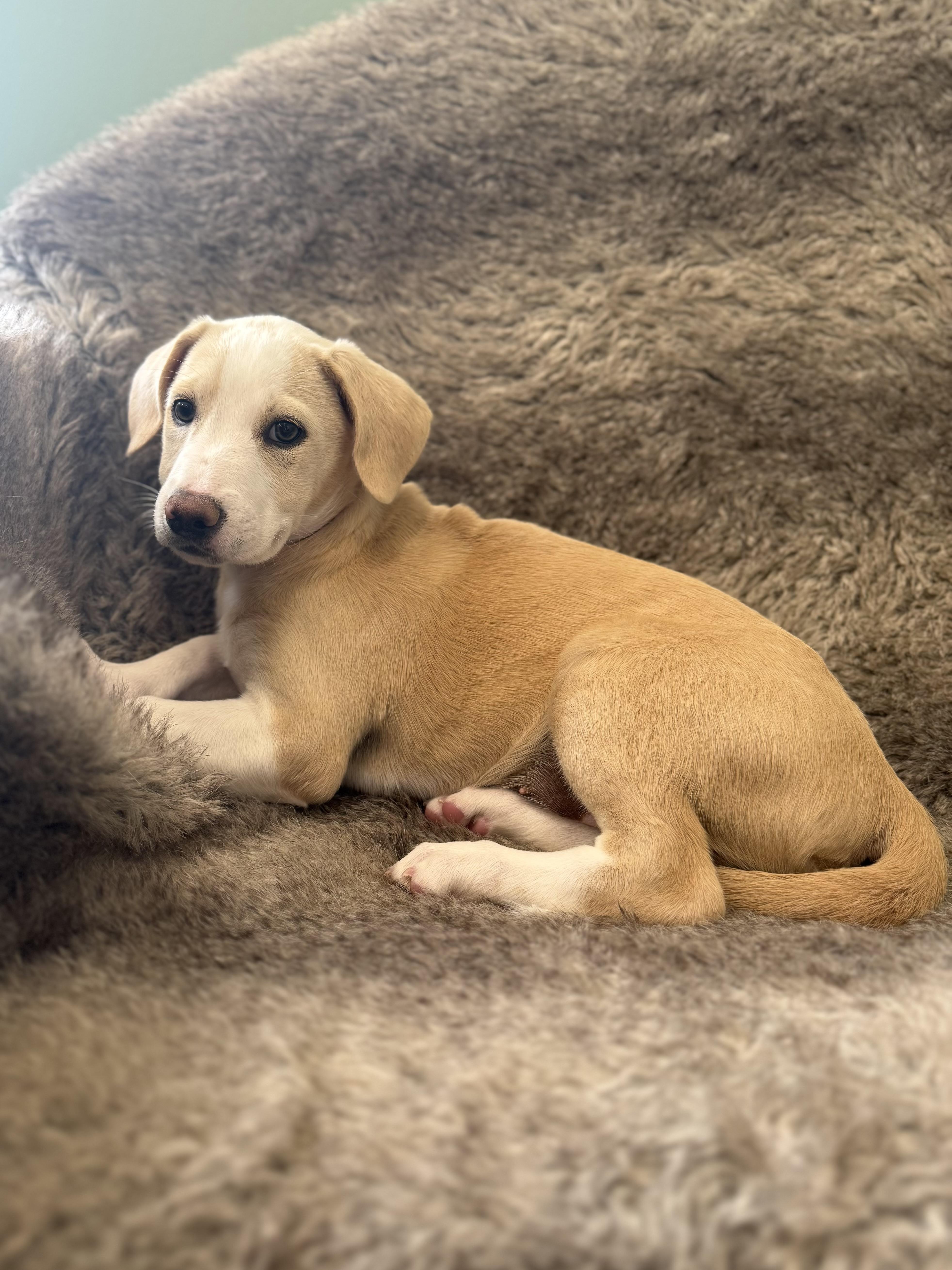 Enlarge Liv, an adoptable mixed breed in Eagle, CO image 4/4
