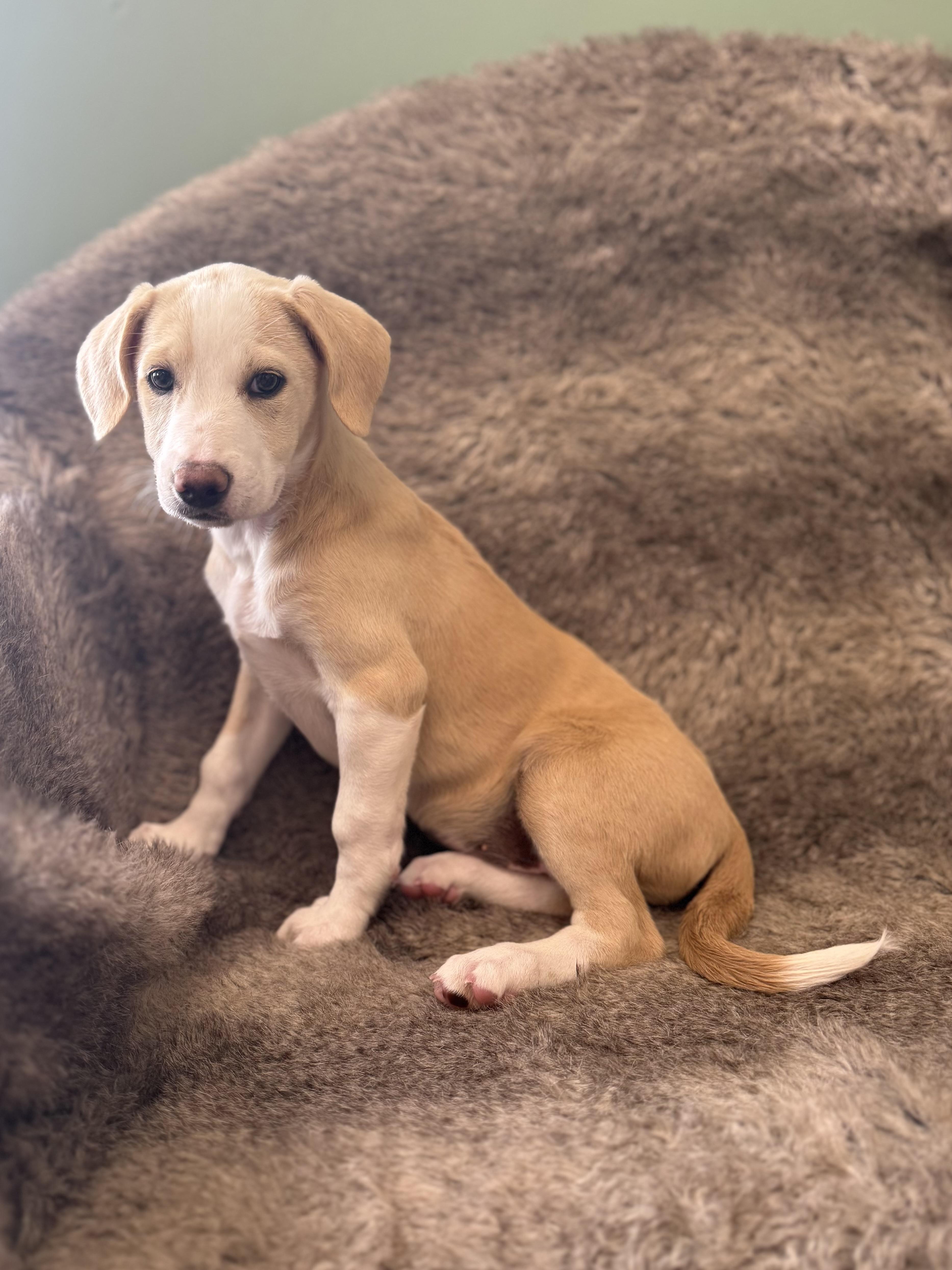 Liv, adoptable, Puppy Female Mixed Breed.