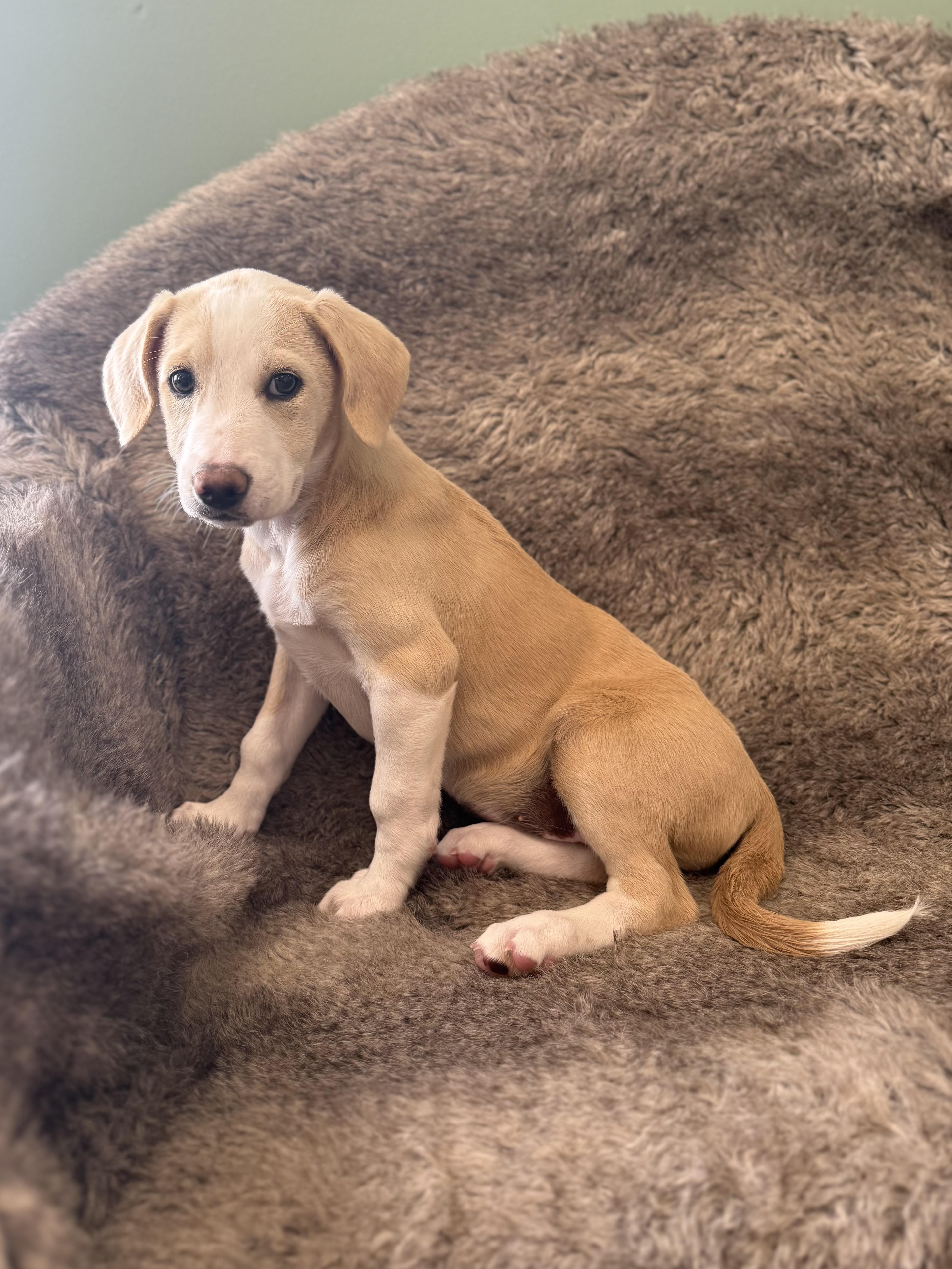 Enlarge Liv, an adoptable mixed breed in Eagle, CO image 2/4