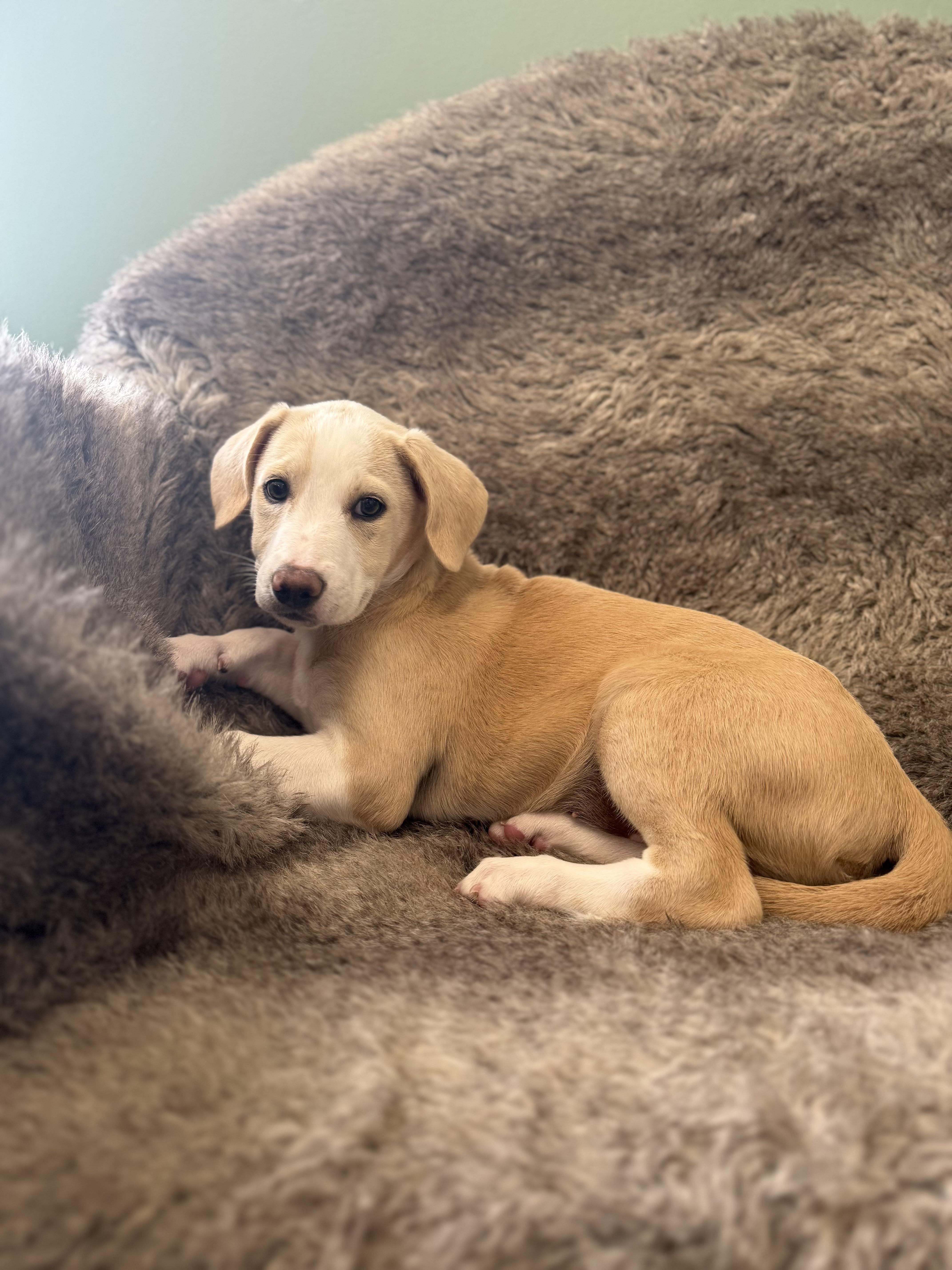 Enlarge Liv, an adoptable mixed breed in Eagle, CO image 3/4
