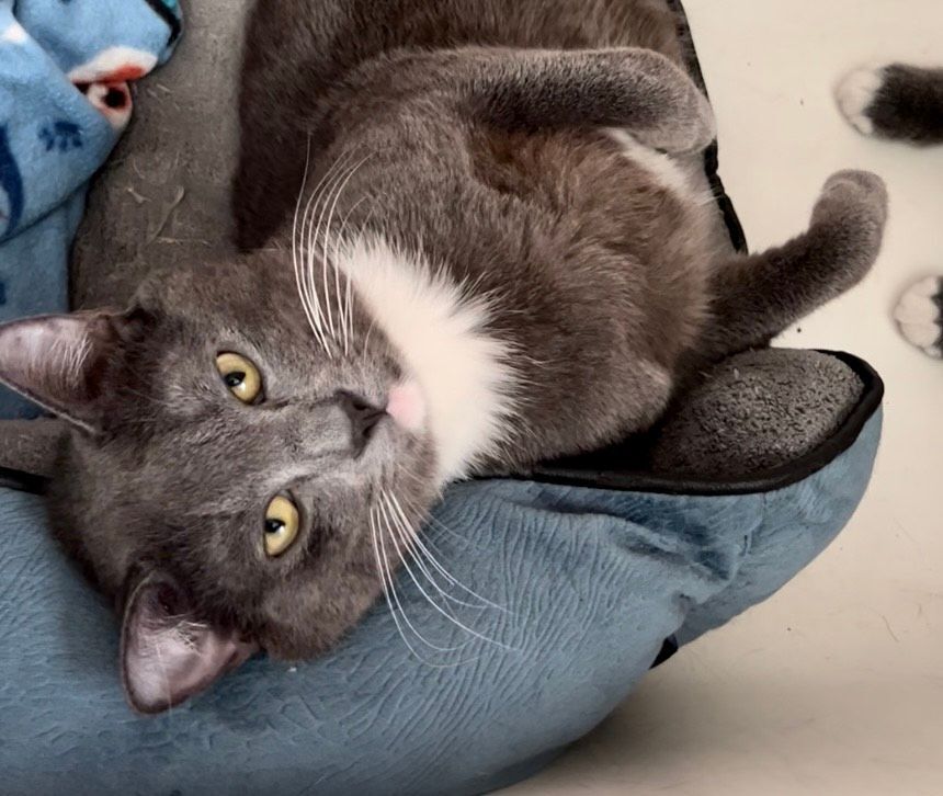 Piyelle Clovermeadow, a Adoptable Domestic Short Hair in Fort Worth, TX image 1/2