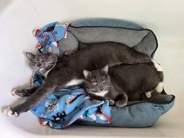 Piyelle Clovermeadow, a Adoptable Domestic Short Hair in Fort Worth, TX image 2/2