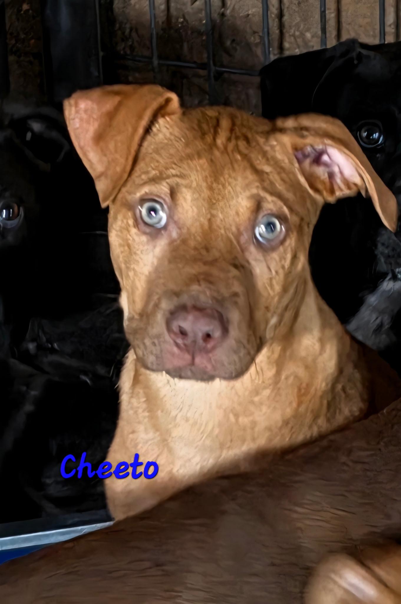 Cheeto , an adoptable mixed breed in Watertown, CT image 5/6