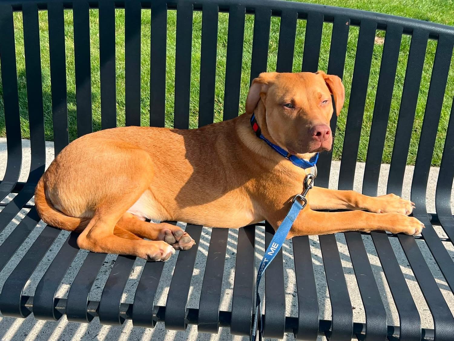 Cheeto , an adoptable mixed breed in Watertown, CT image 1/6