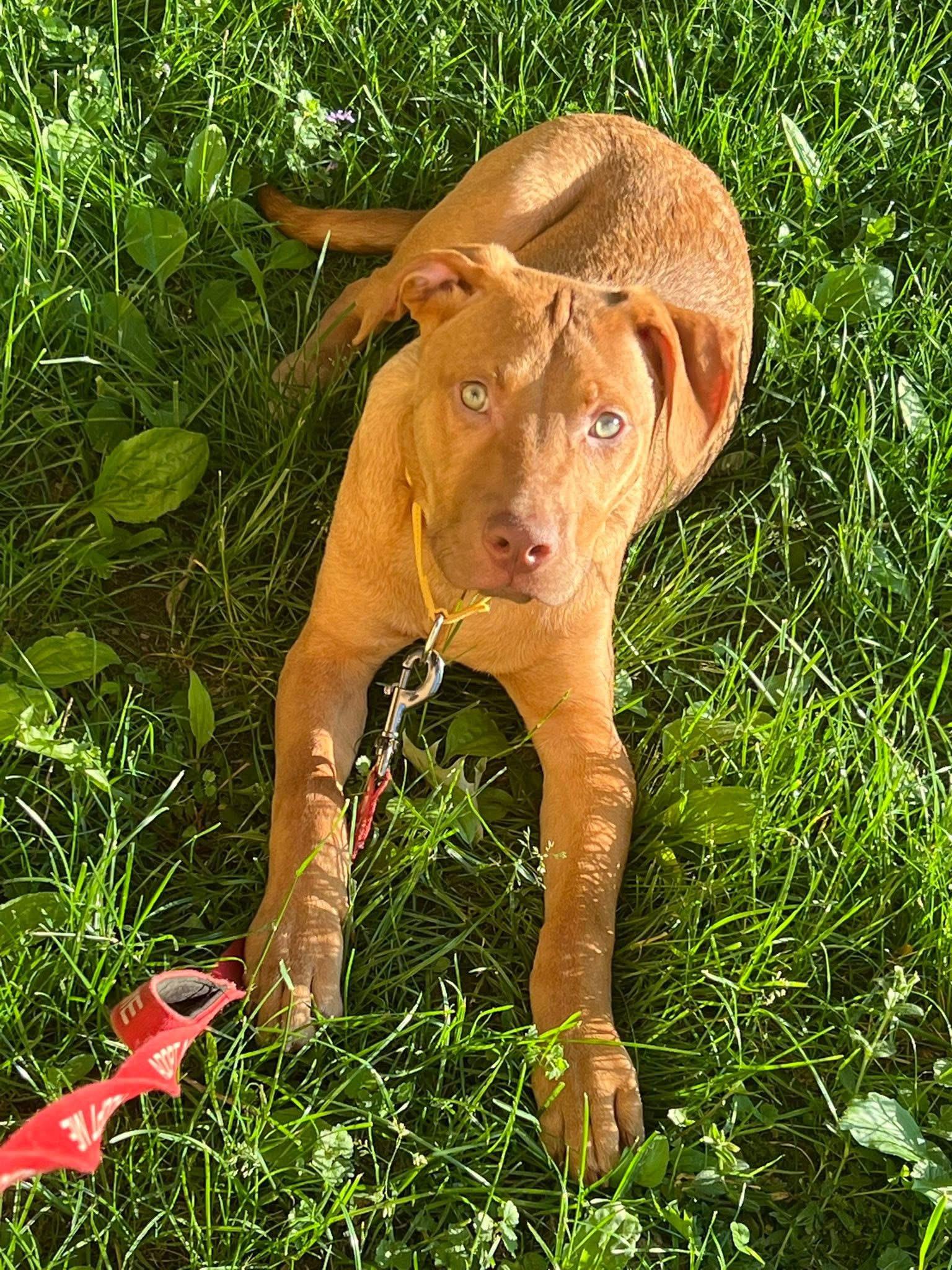 Cheeto , an adoptable mixed breed in Watertown, CT image 3/6
