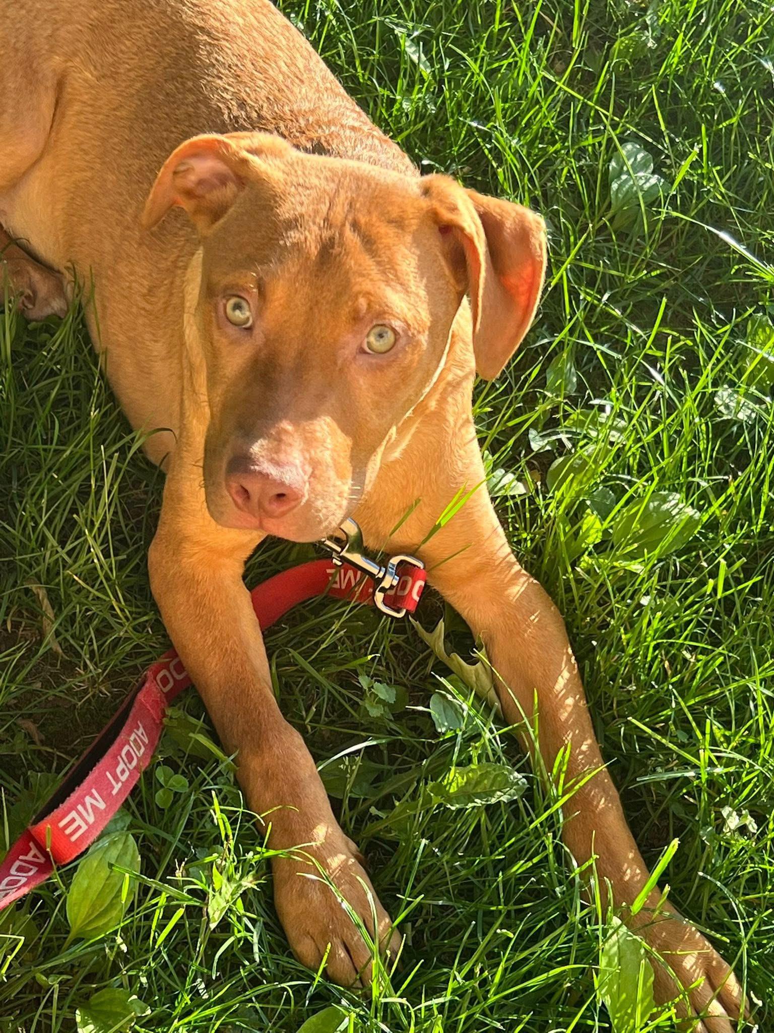 Cheeto , an adoptable mixed breed in Watertown, CT image 4/6