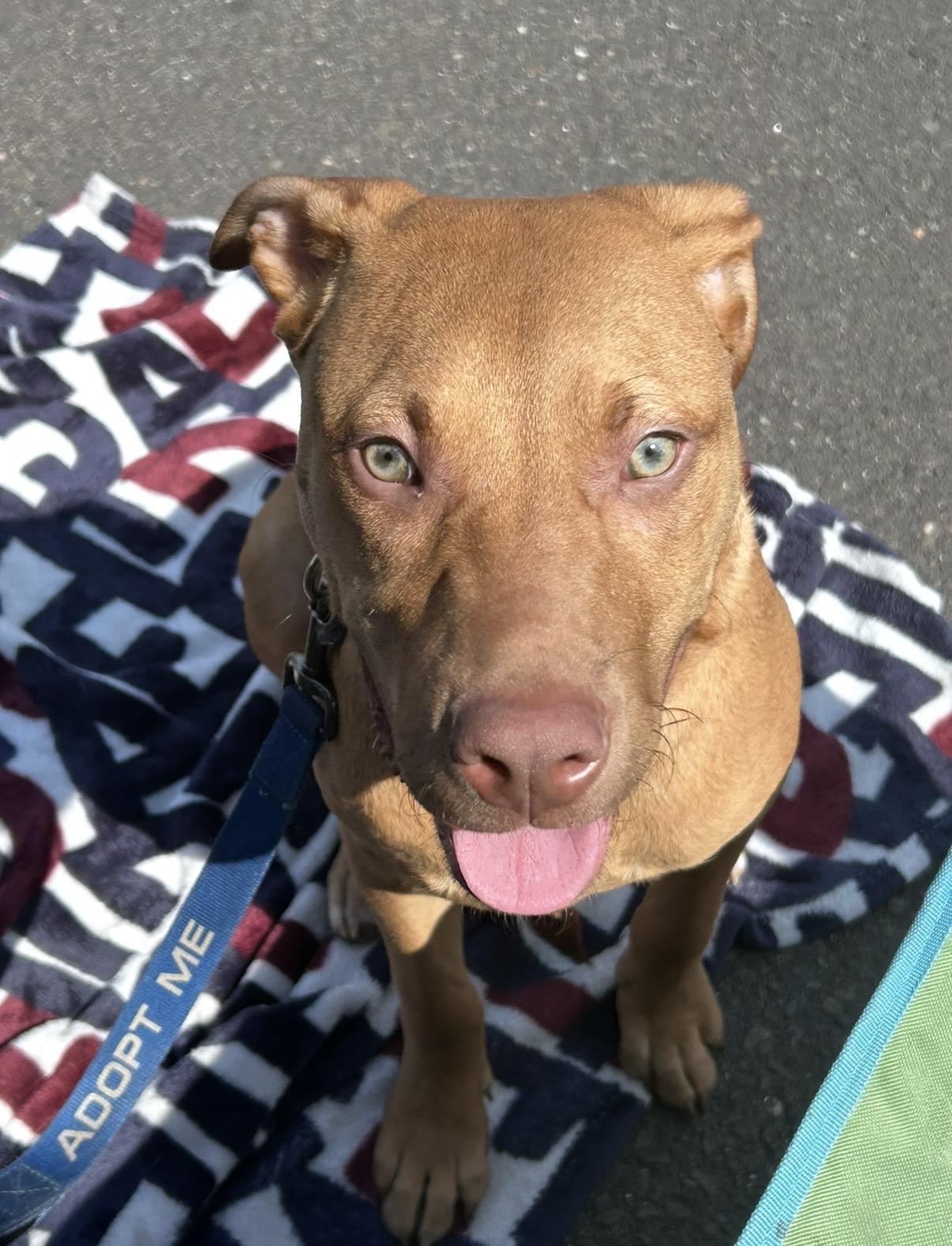 Cheeto , an adoptable mixed breed in Watertown, CT image 6/6