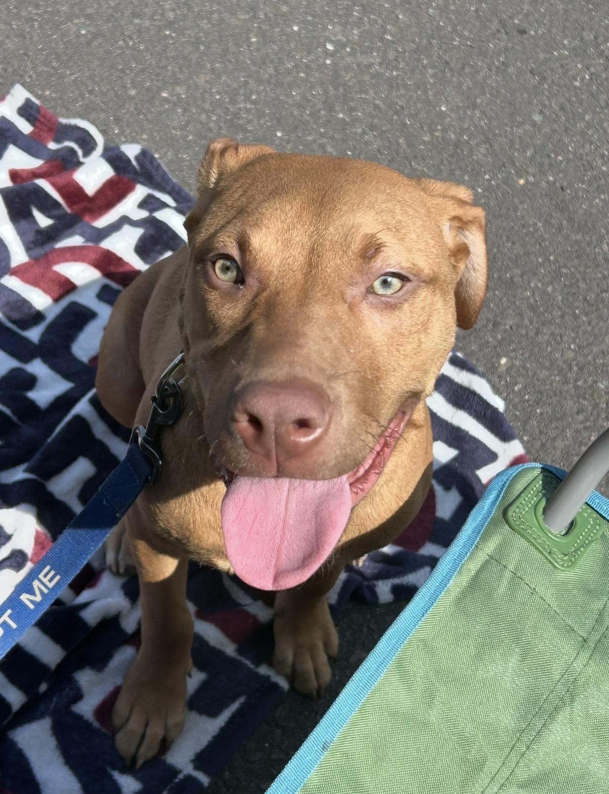 Cheeto , an adoptable mixed breed in Watertown, CT image 2/6