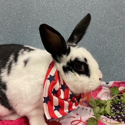 Lela, Adoptable, Young Female American & Rabbit, DomesticMix.
