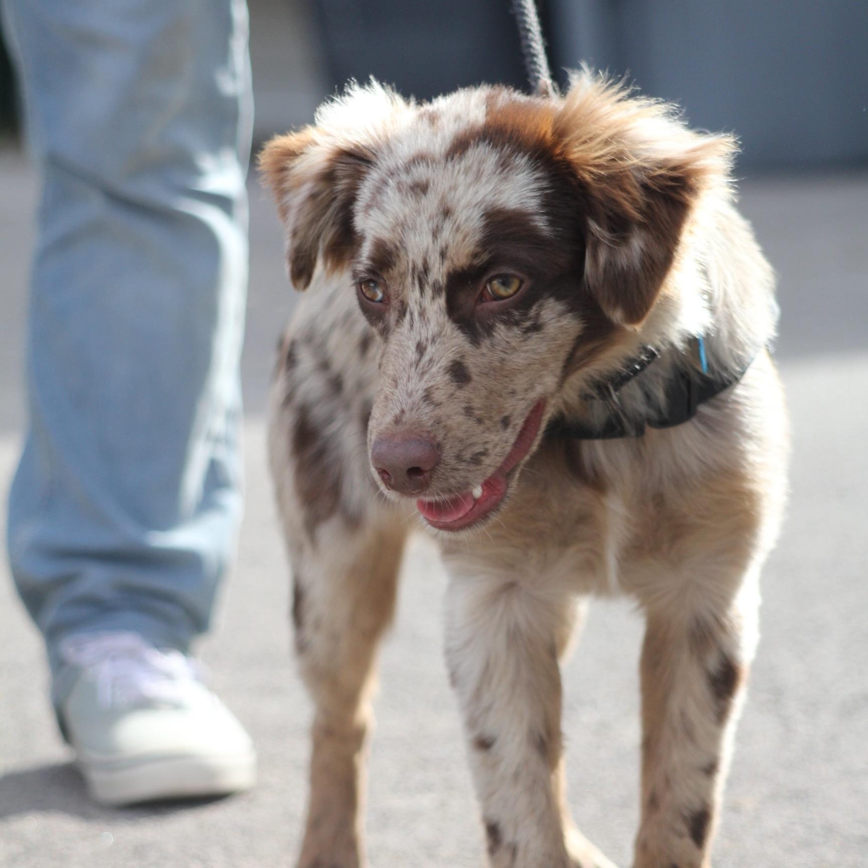 Enlarge Clover, an adopted Australian Shepherd in Dallas, TX image 1/3