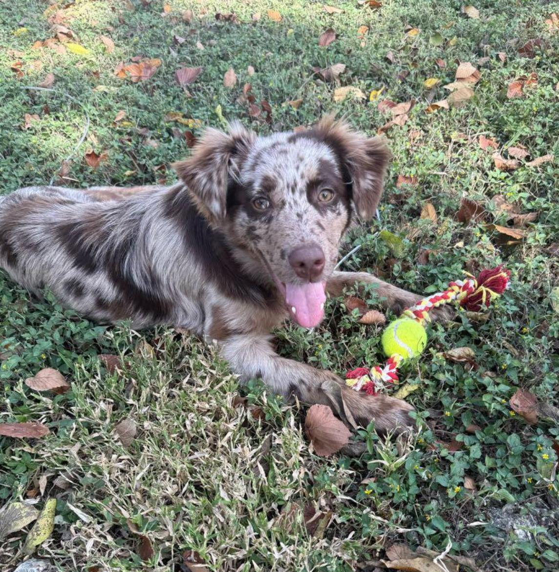 Enlarge Clover, an adopted Australian Shepherd in Dallas, TX image 2/3