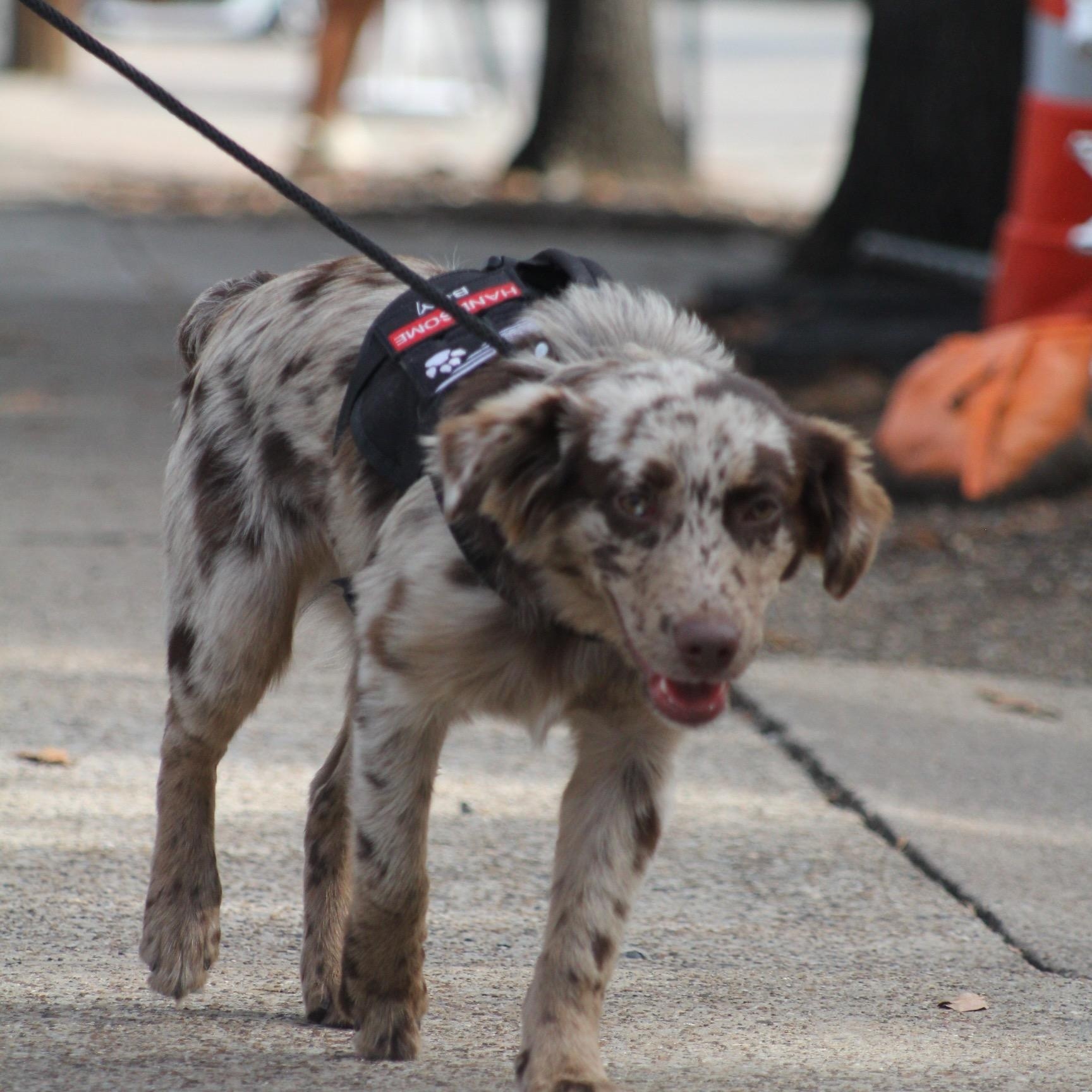 Enlarge Clover, an adopted Australian Shepherd in Dallas, TX image 3/3