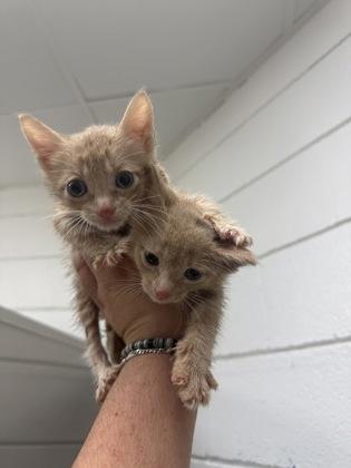 TEA Foster, Adoptable, Young Female Domestic Short Hair & Domestic Short Hair.