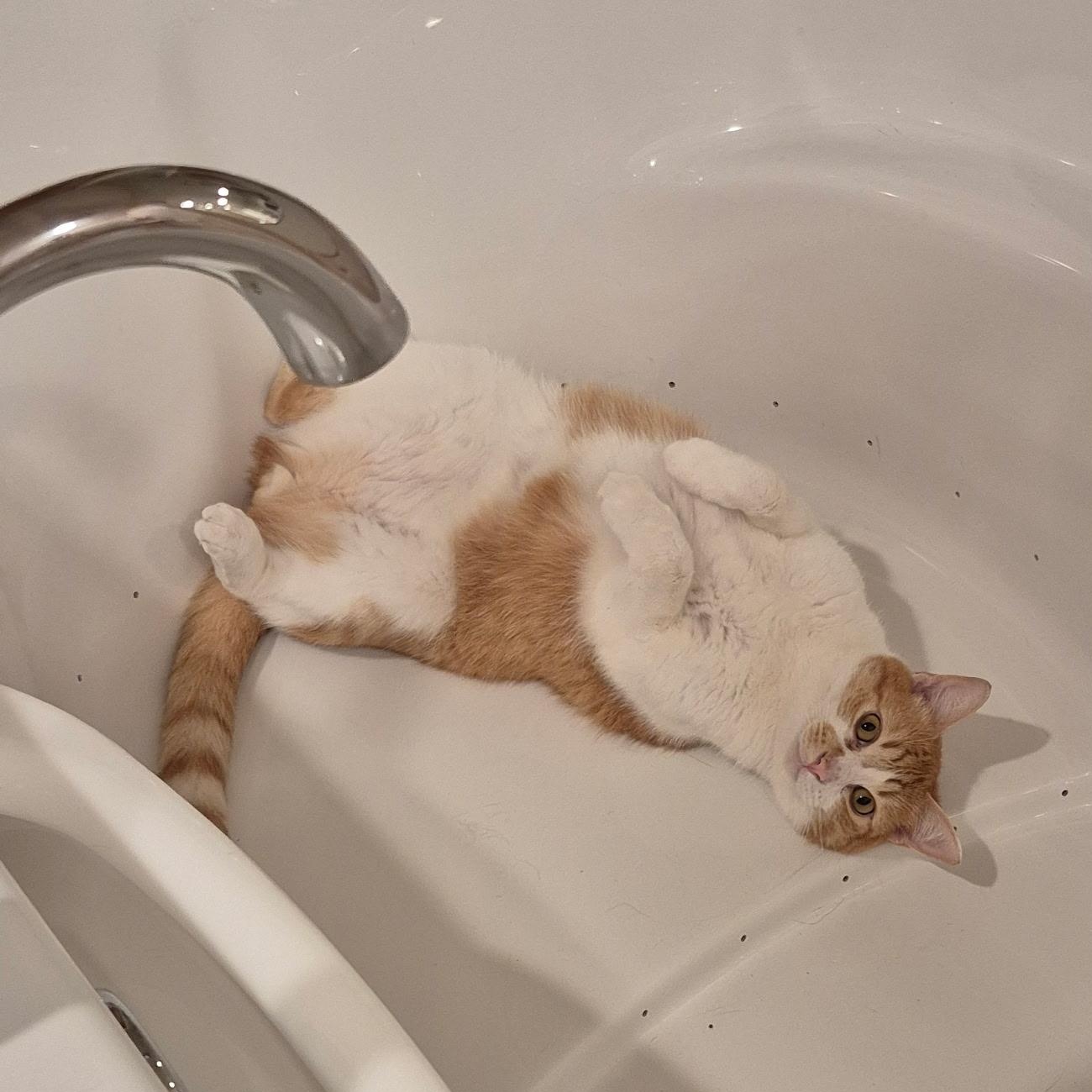 Enlarge Etro, an adoptable Domestic Short Hair in Springfield, OR image 2/6