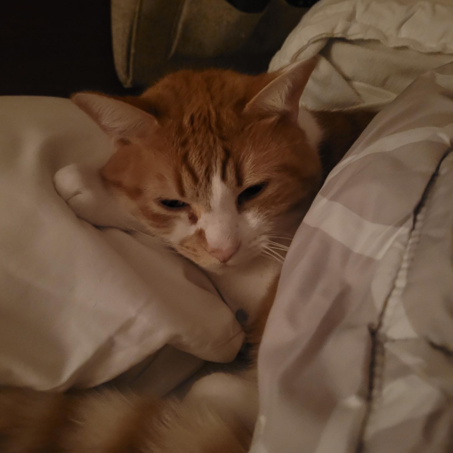 Enlarge Etro, an adoptable Domestic Short Hair in Springfield, OR image 6/6