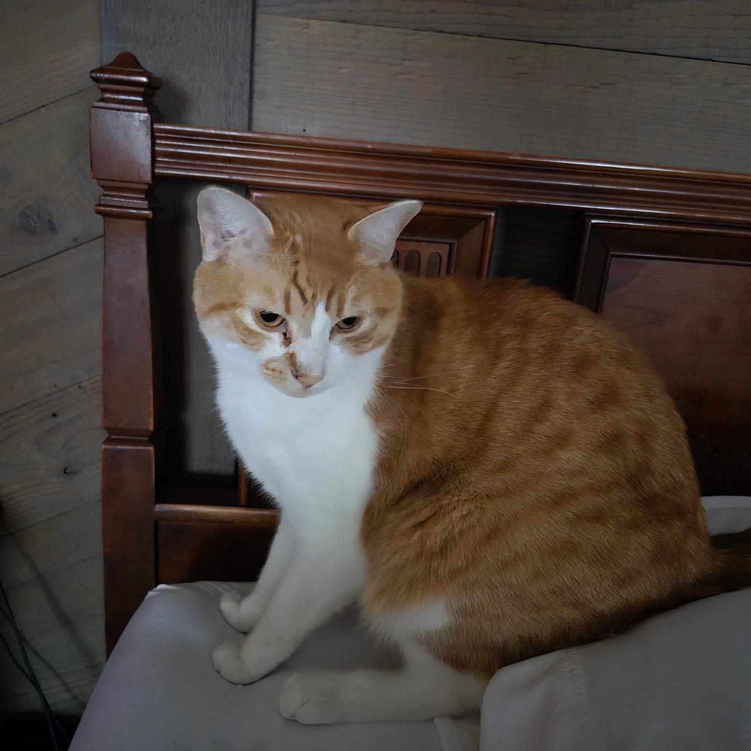 Etro, adoptable, Young Male Domestic Short Hair.