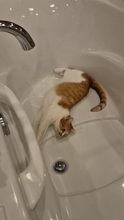 Enlarge Etro, an adoptable Domestic Short Hair in Springfield, OR video 4/6