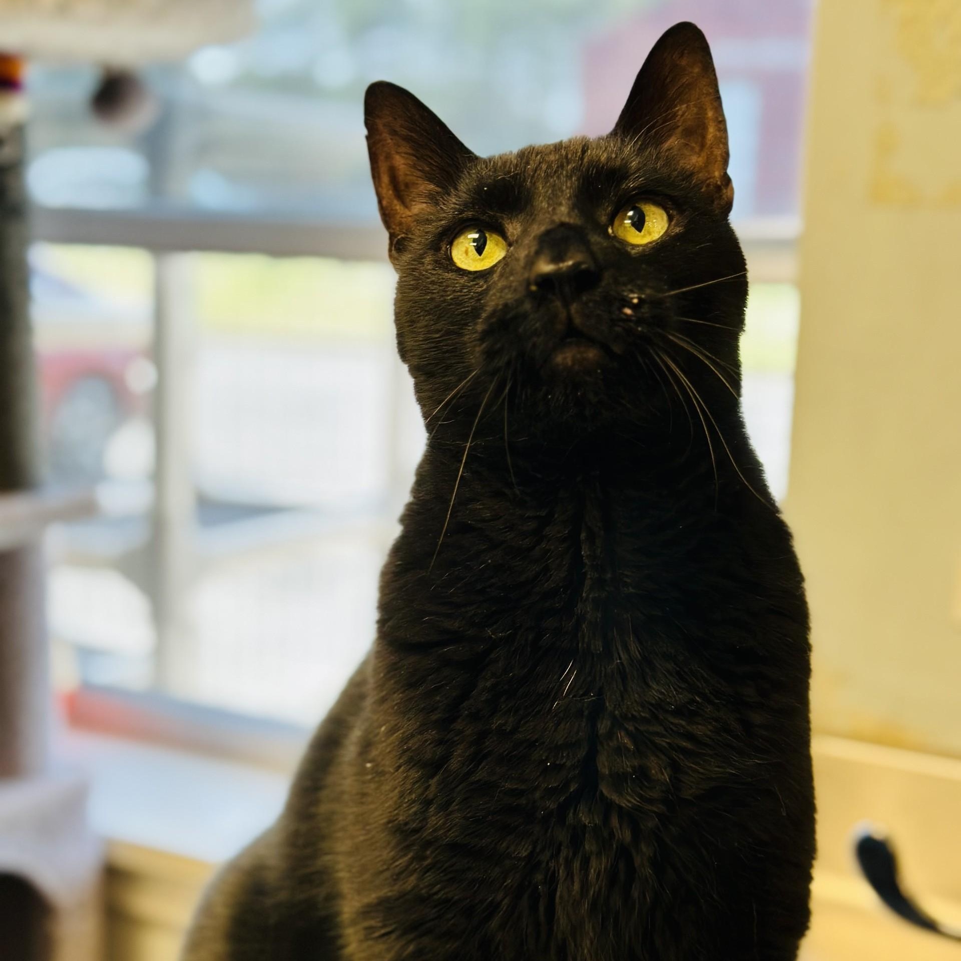 Enlarge Raiden , an adopted Domestic Short Hair in Manahawkin, NJ image 2/2