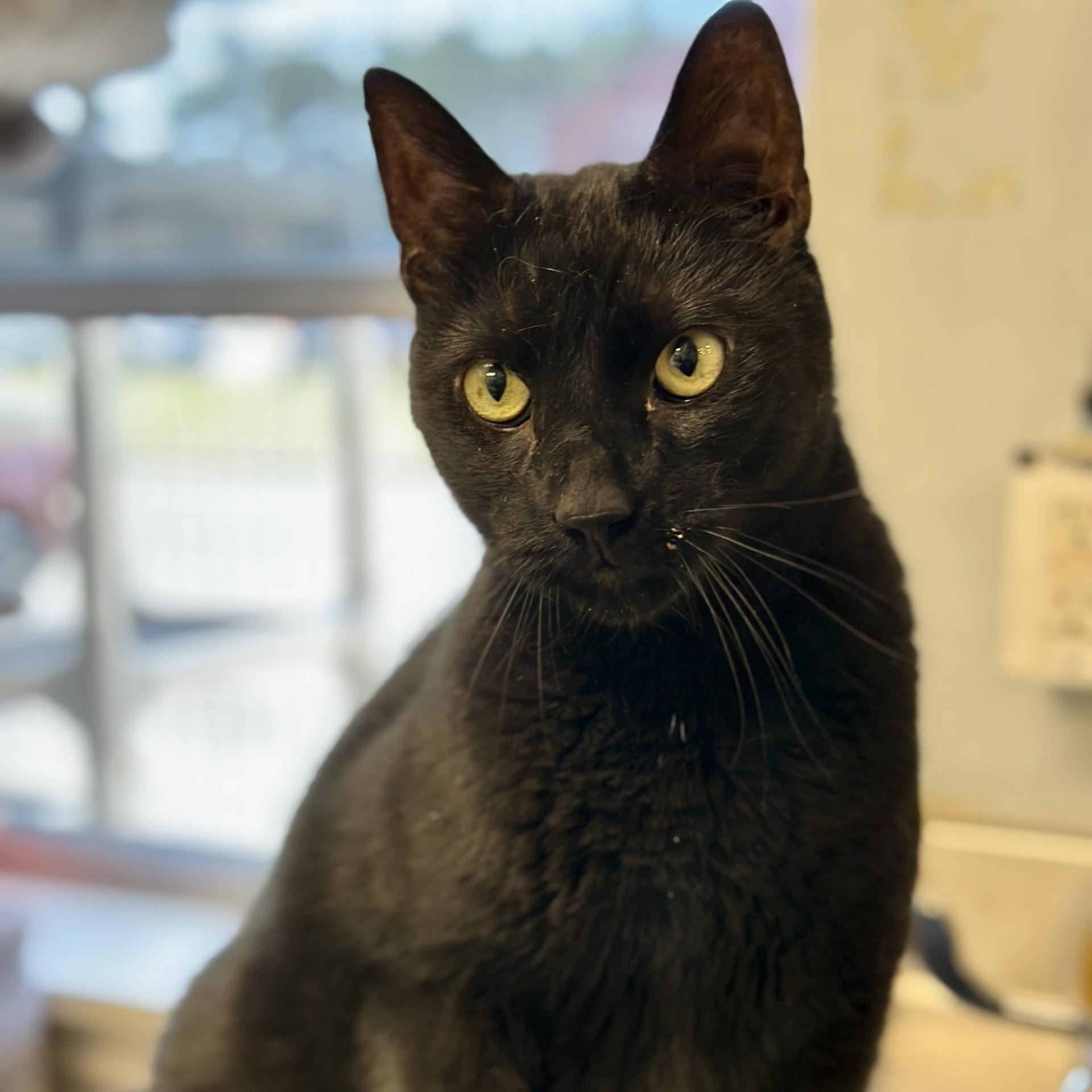 Raiden , adopted, Adult Male Domestic Short Hair.